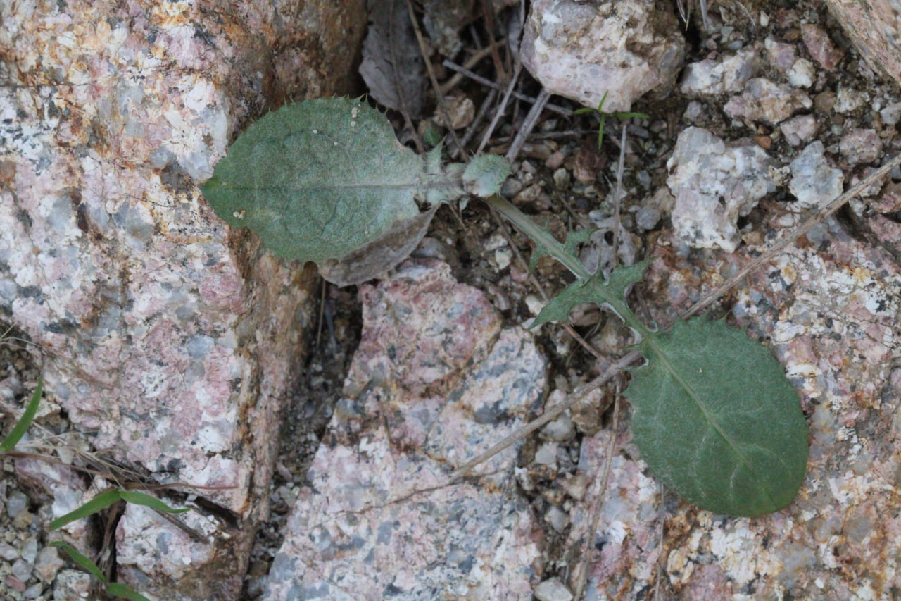 Изображение особи Cousinia glabriseta.