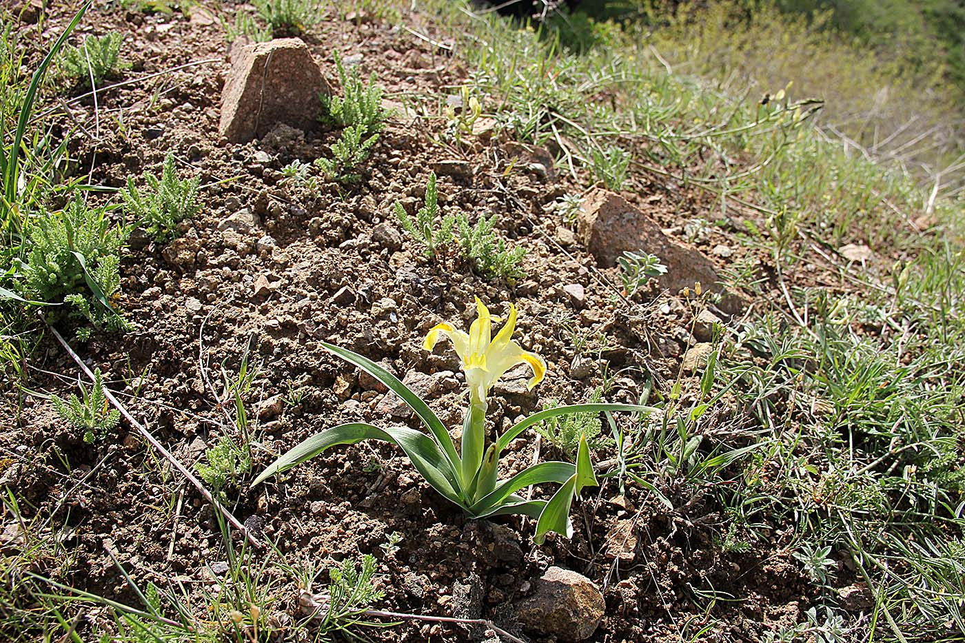 Image of Juno orchioides specimen.