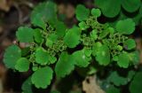 Chrysosplenium alternifolium