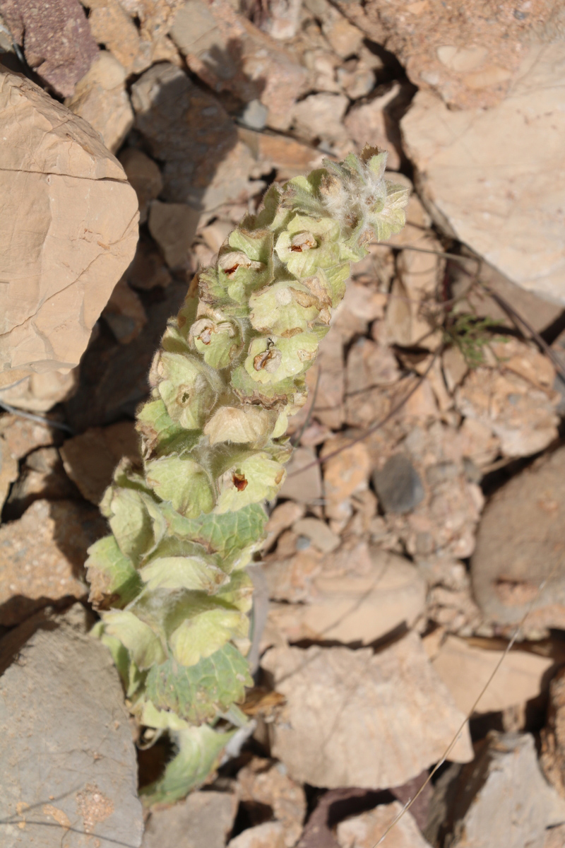 Image of Eremostachys macrophylla specimen.