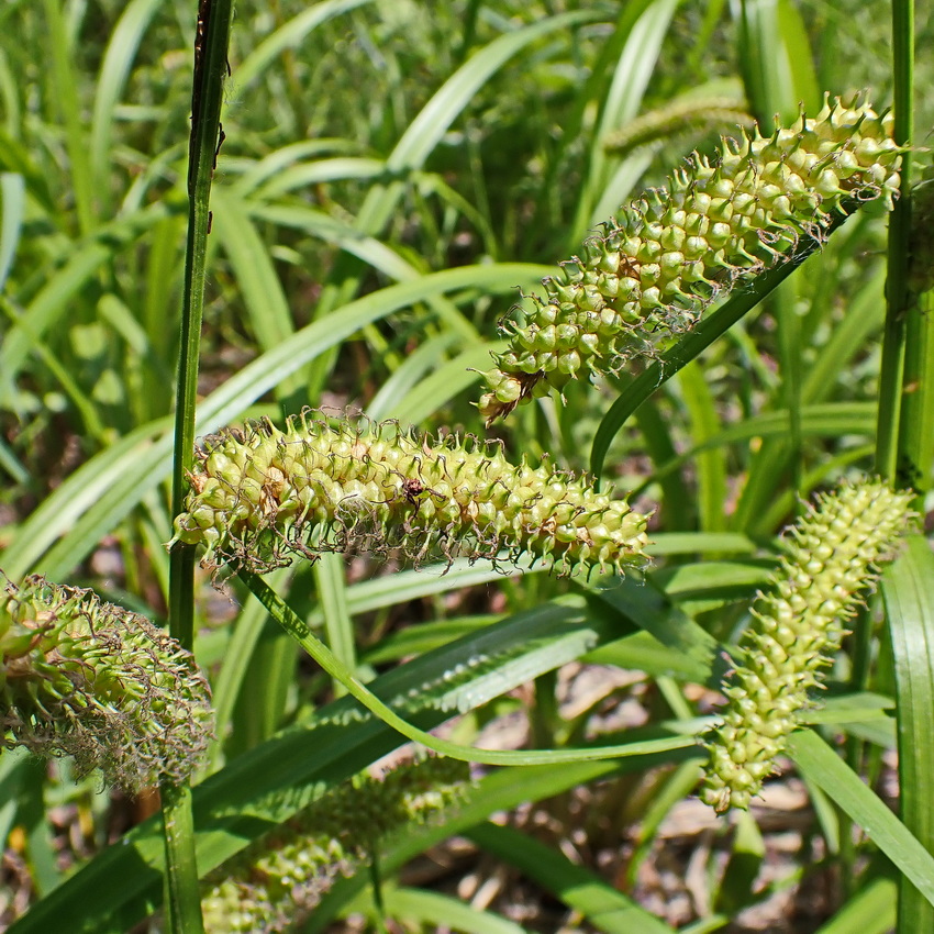 Image of Carex rhynchophysa specimen.