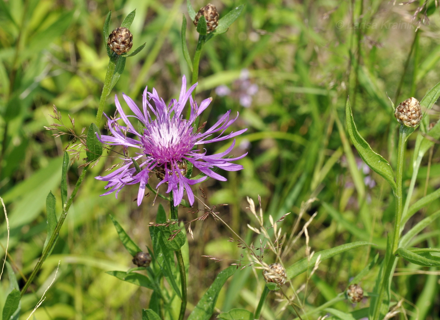 Image of Centaurea jacea specimen.