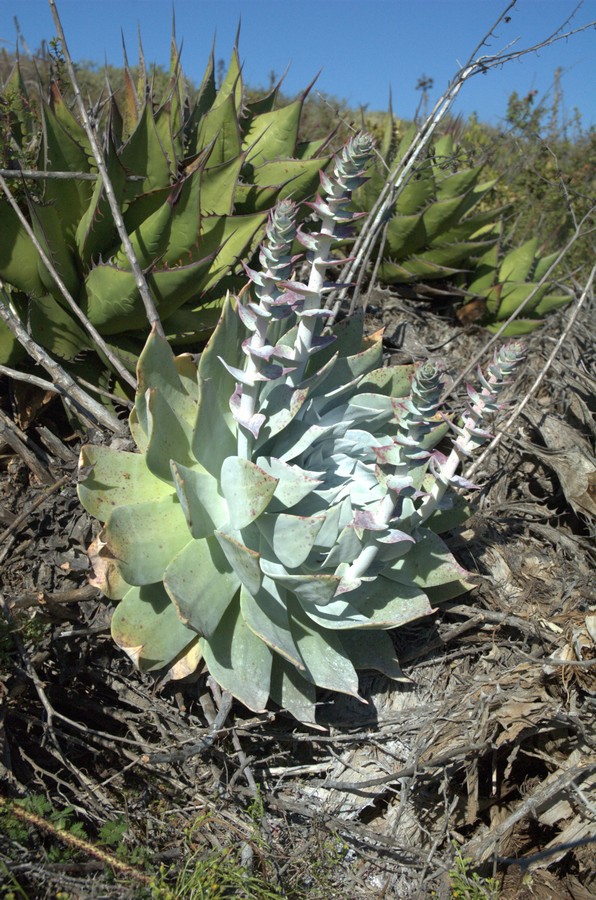 Изображение особи Dudleya pulverulenta.