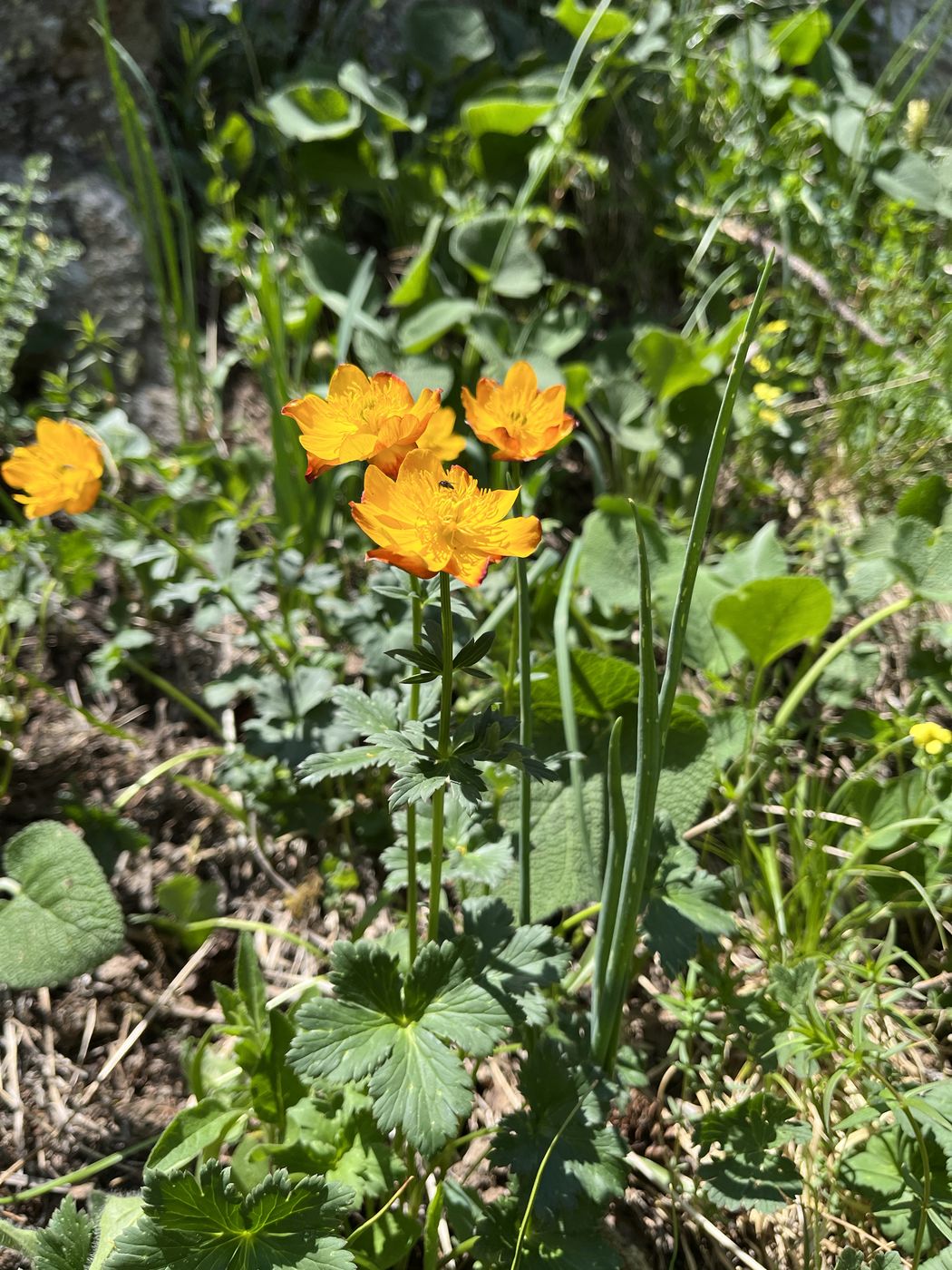 Изображение особи Trollius dschungaricus.