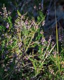 Calluna vulgaris