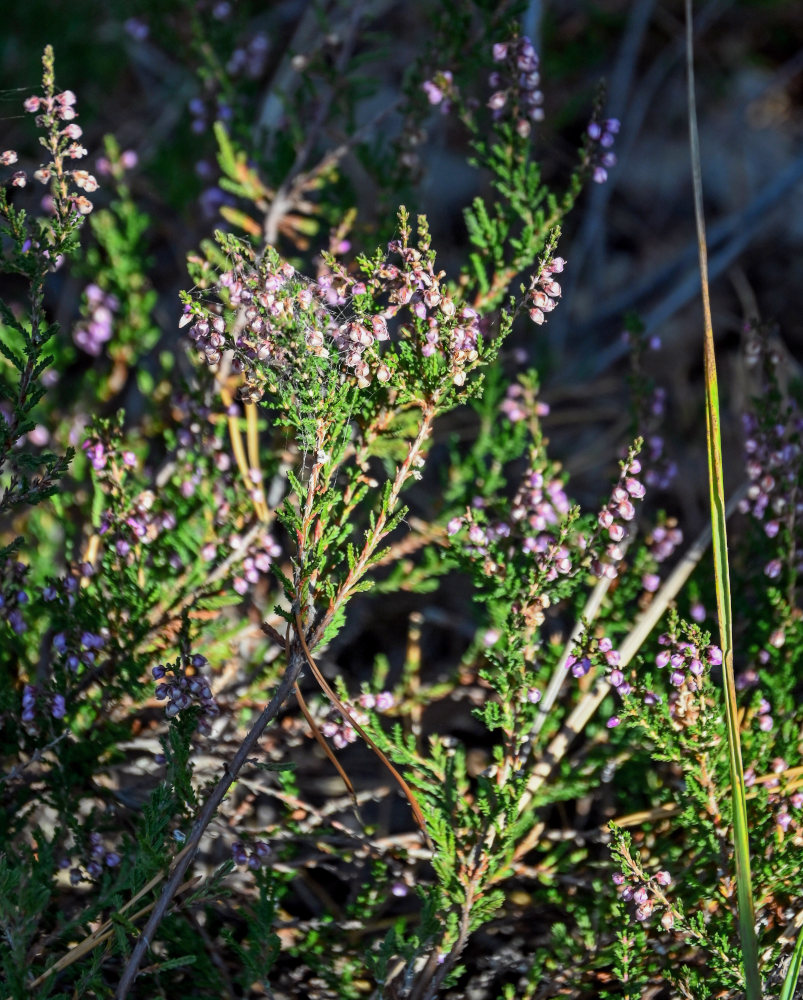 Image of Calluna vulgaris specimen.