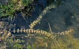 Myriophyllum spicatum