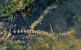 род Myriophyllum. Вегетирующие растения. Московская обл., Сергиево-Посадский р-н, долина р. Пажа, в воде у берега. 25.08.2021.