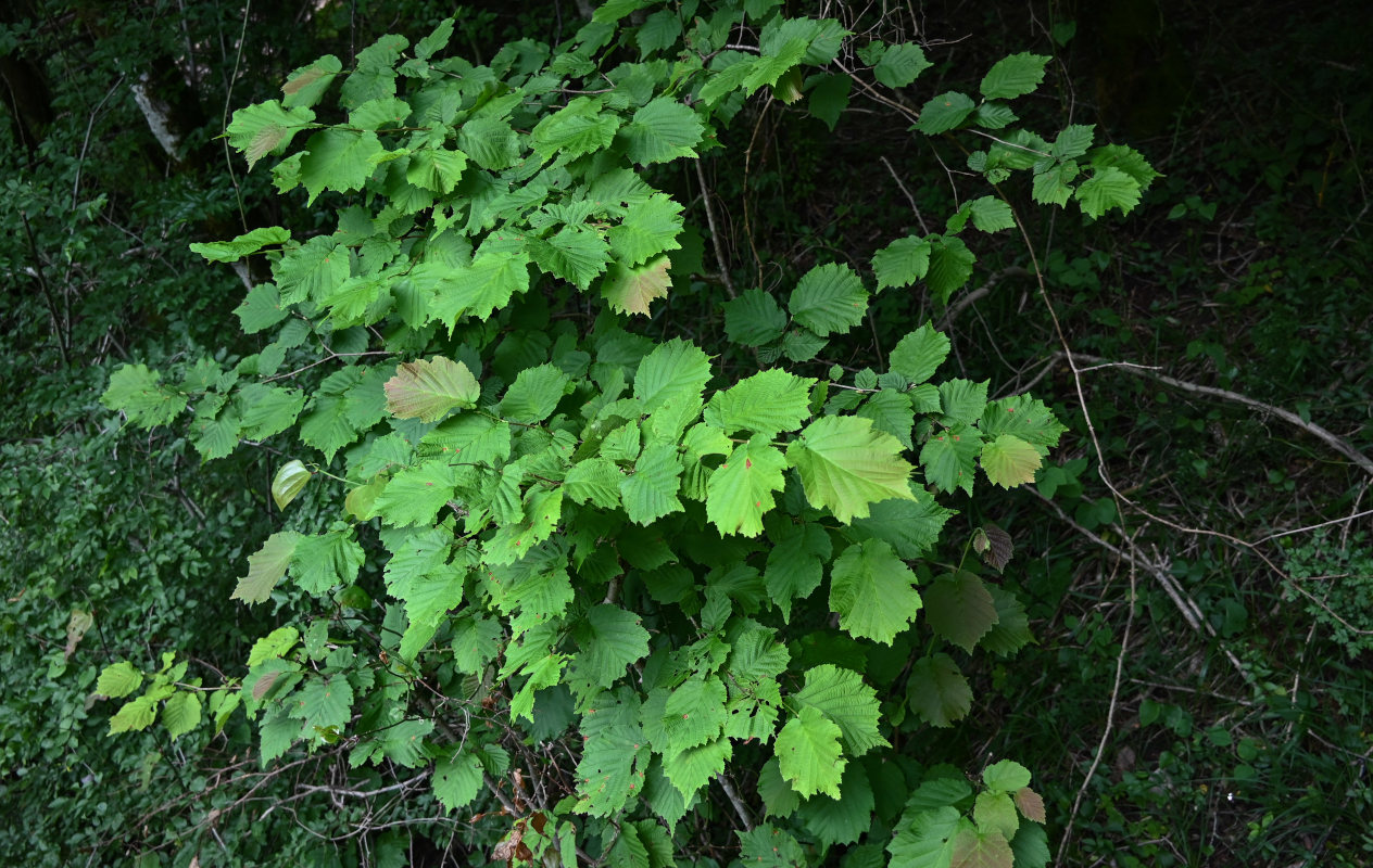 Image of Corylus avellana specimen.