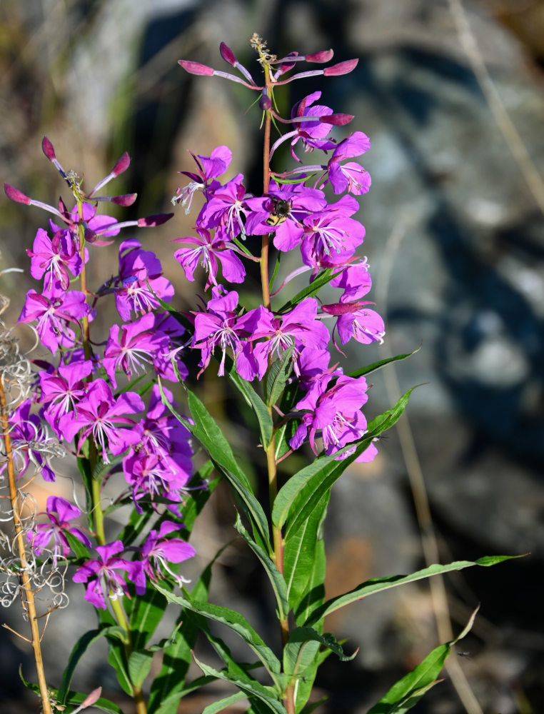 Image of Chamaenerion angustifolium specimen.