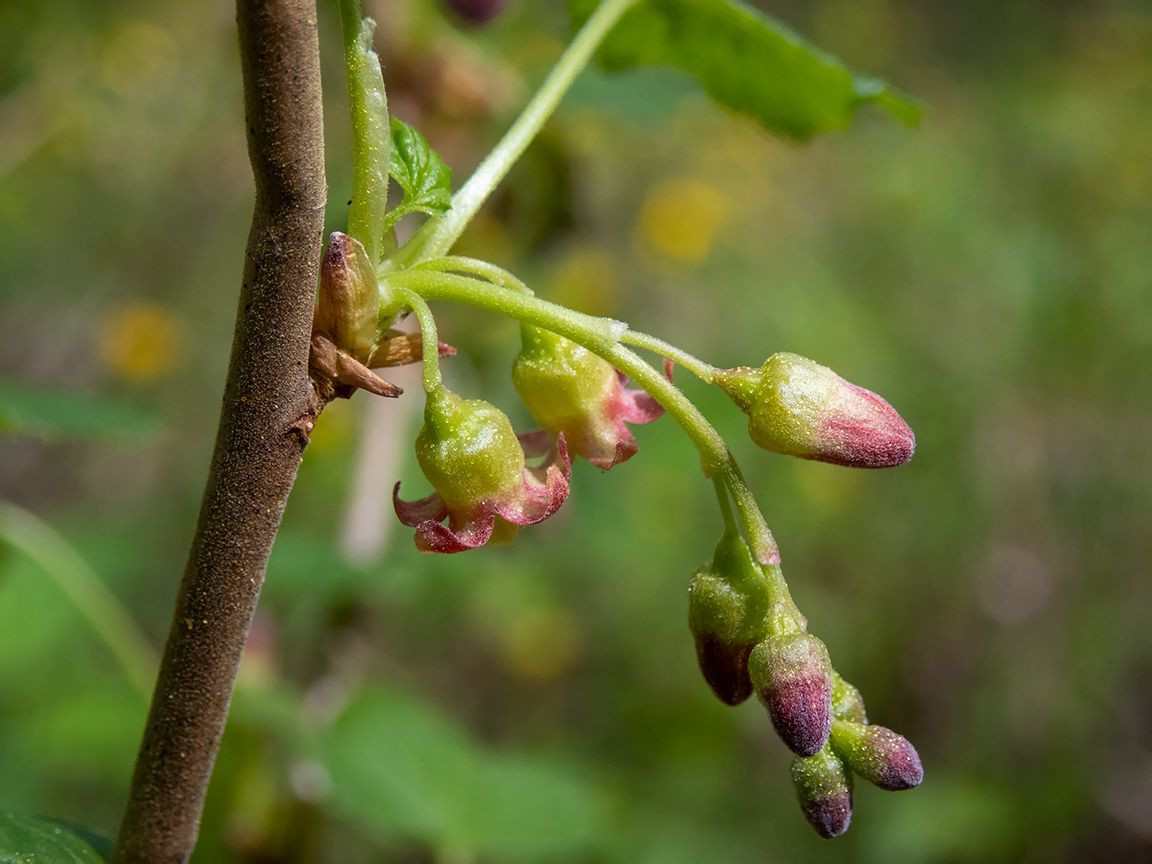 Изображение особи Ribes nigrum.