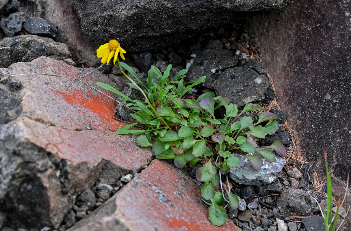 Изображение особи Tephroseris heterophylla.