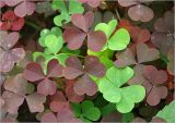 Oxalis stricta. Листья. Московская обл., Раменский р-н, окр. дер. Хрипань, садовый участок. 27.08.2023.