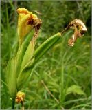Iris pseudacorus. Верхушка побега с соплодием. Чувашия, окр. г. Шумерля, пойма р. Паланка. 18 июня 2010 г.