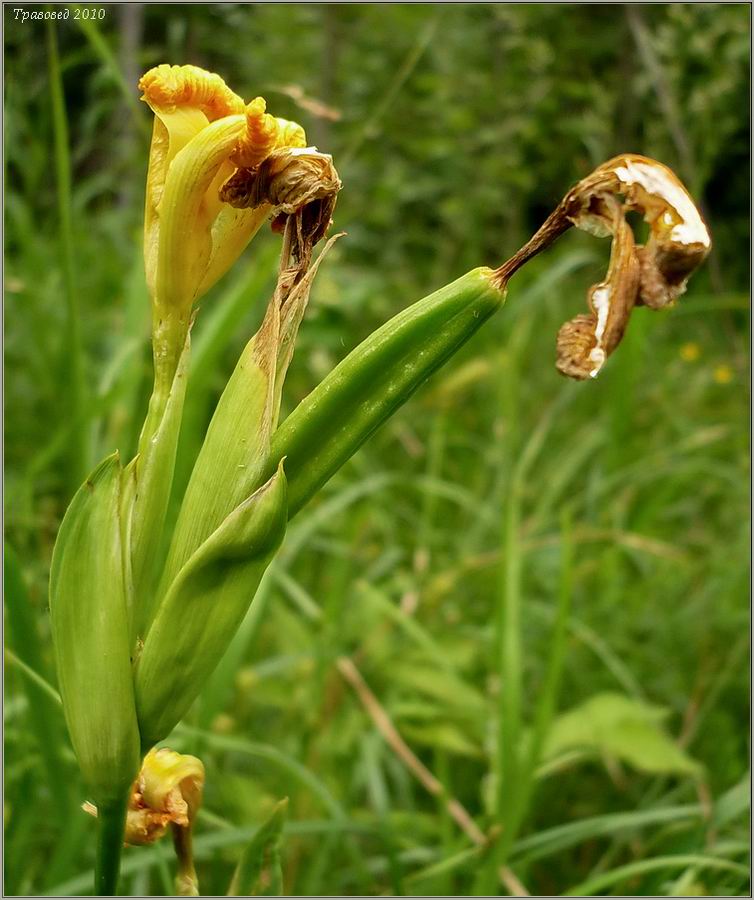 Изображение особи Iris pseudacorus.