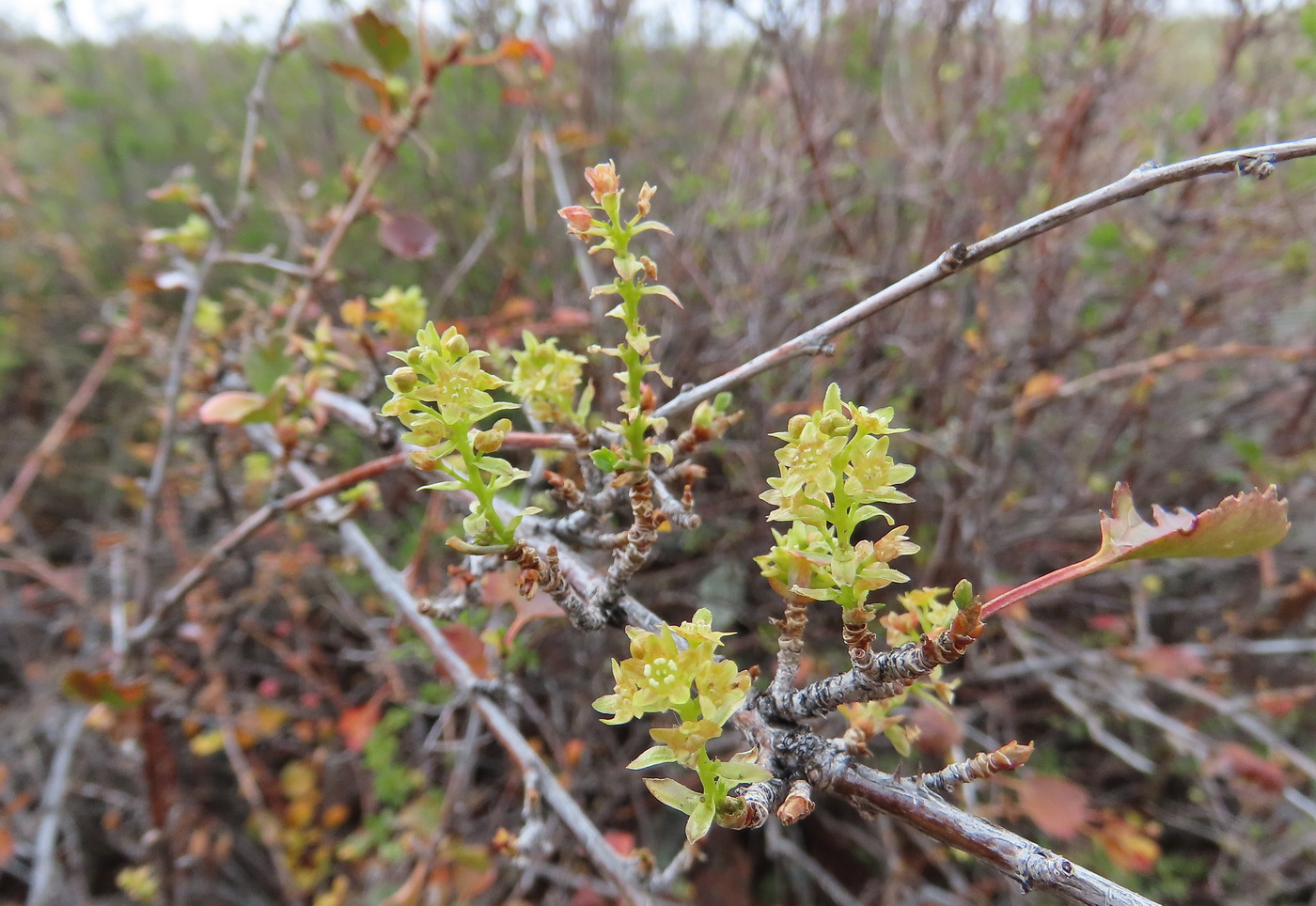 Image of Ribes saxatile specimen.