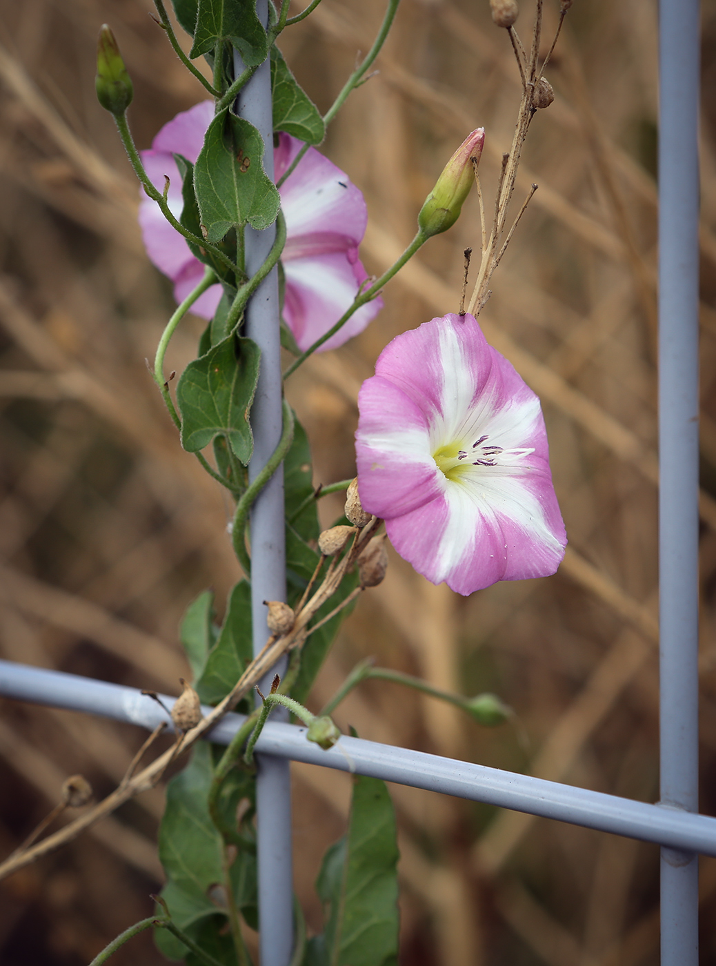 Image of Convolvulus arvensis specimen.