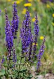 Salvia nemorosa. Верхушки побегов с соцветиями. Армения, обл. Арагацотн, окр. с. Тегер, ≈ 1700 м н.у.м., каменистый участок лугового склона. 20.06.2022.