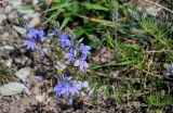 Veronica multifida