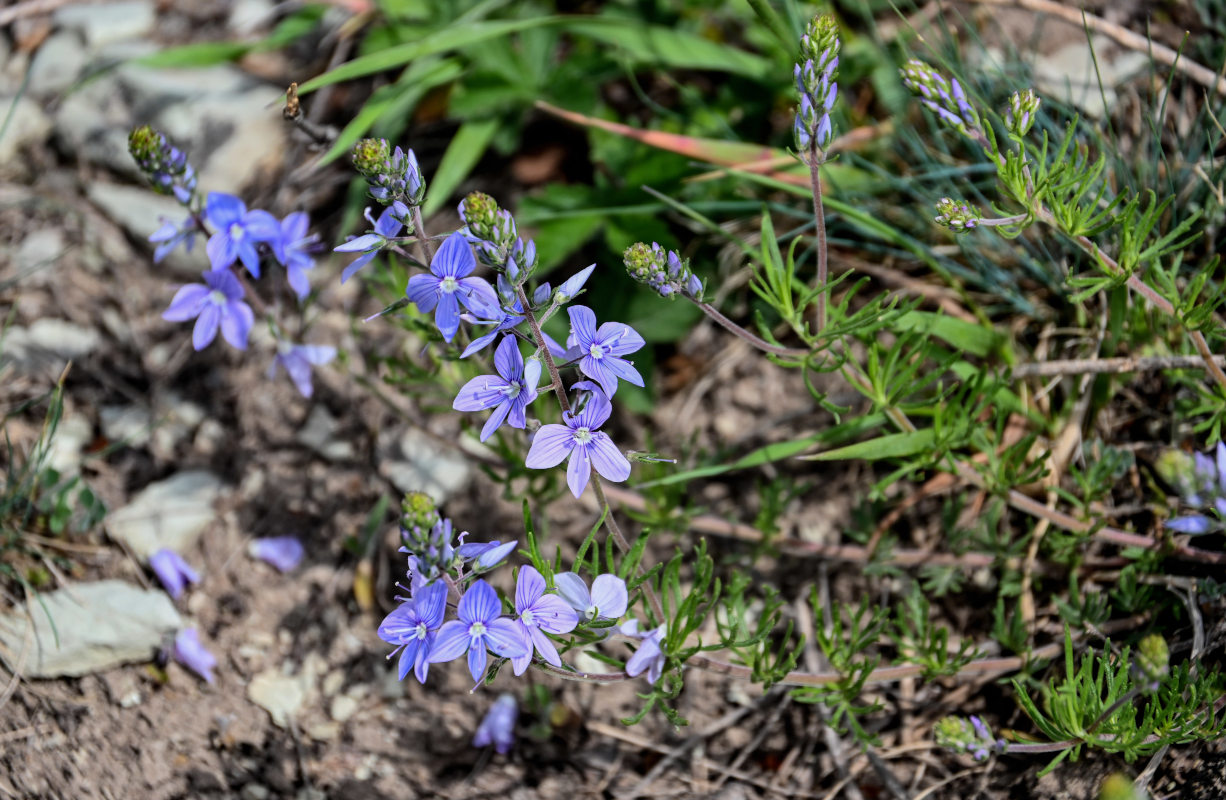Image of Veronica multifida specimen.