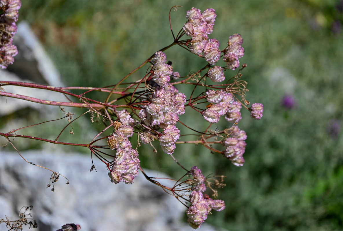 Image of Prangos pabularia specimen.