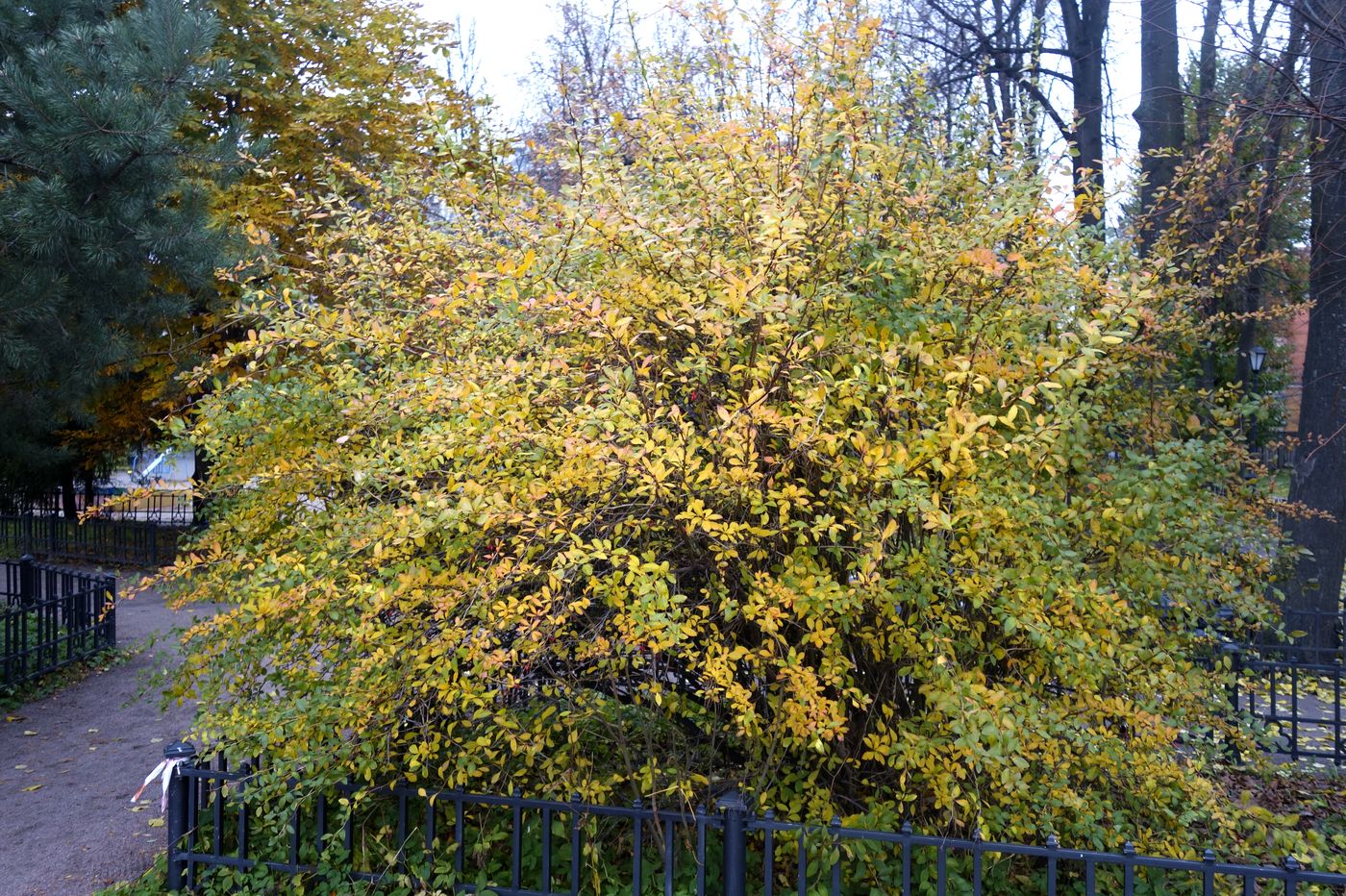 Изображение особи Berberis vulgaris.