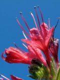 Echium russicum