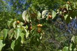 Cornus mas