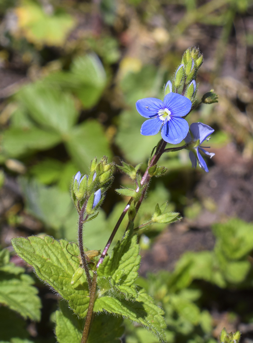Image of Veronica chamaedrys specimen.