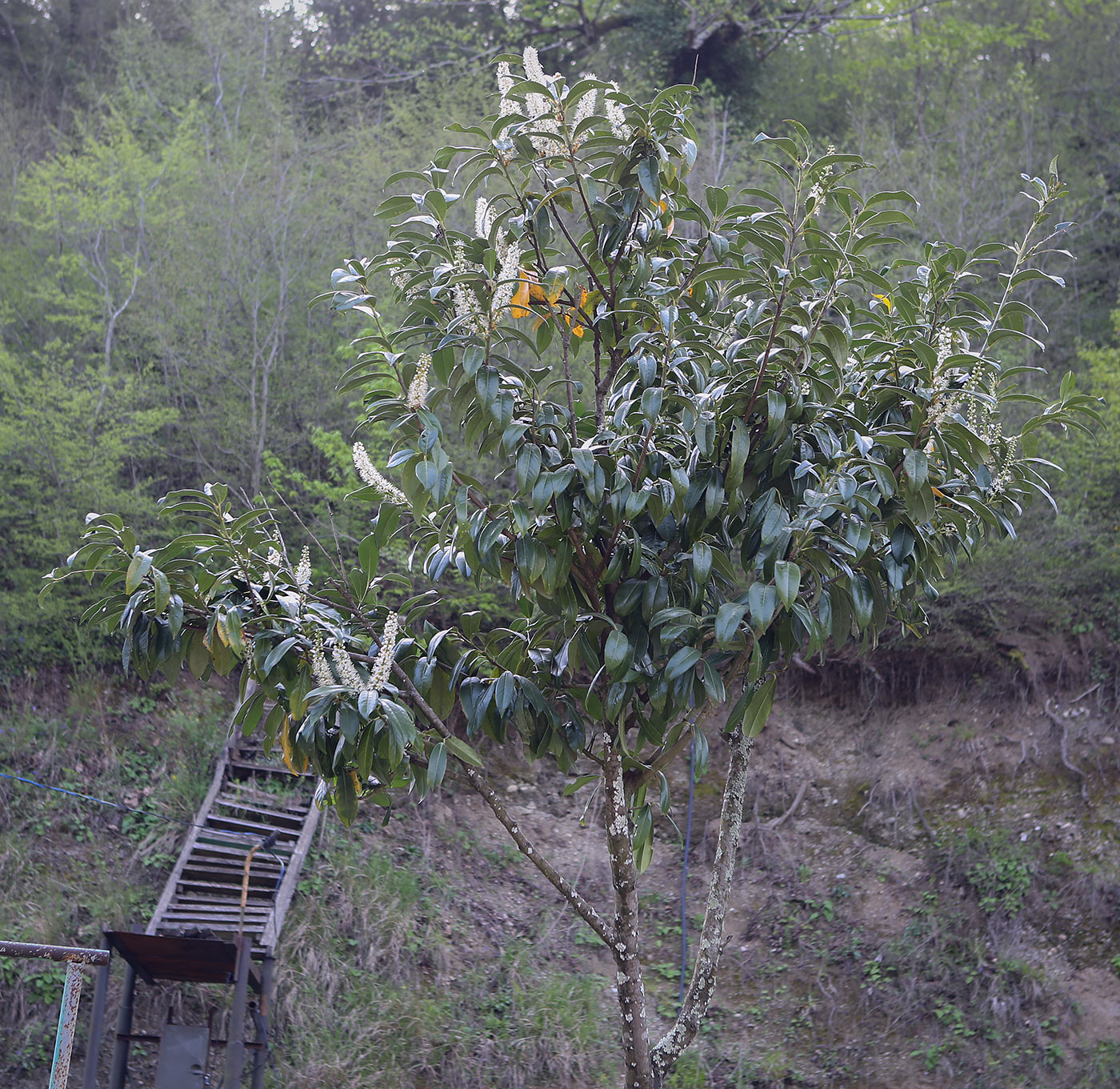 Image of Lauro-cerasus officinalis specimen.