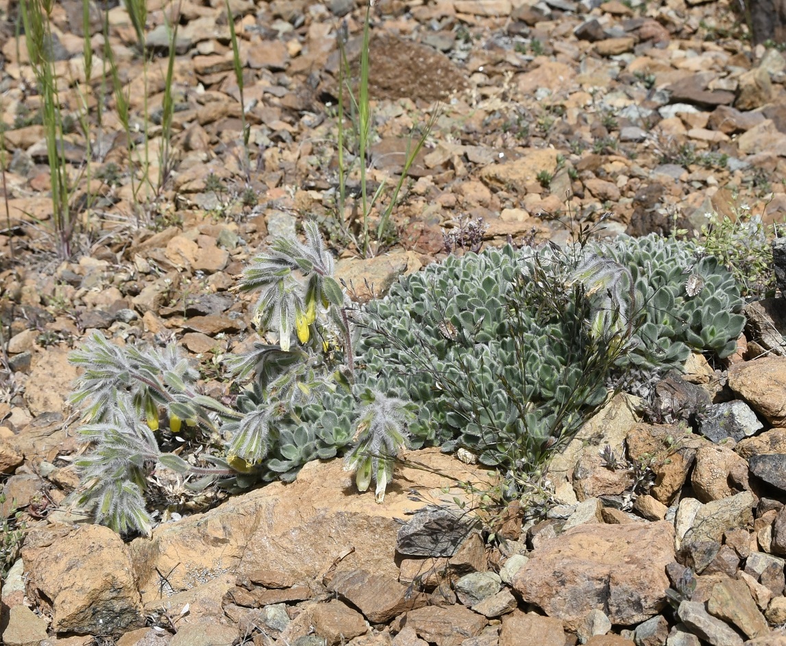 Image of Onosma troodi specimen.