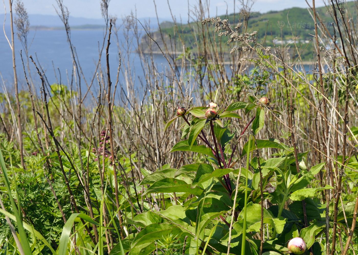 Image of Paeonia lactiflora specimen.