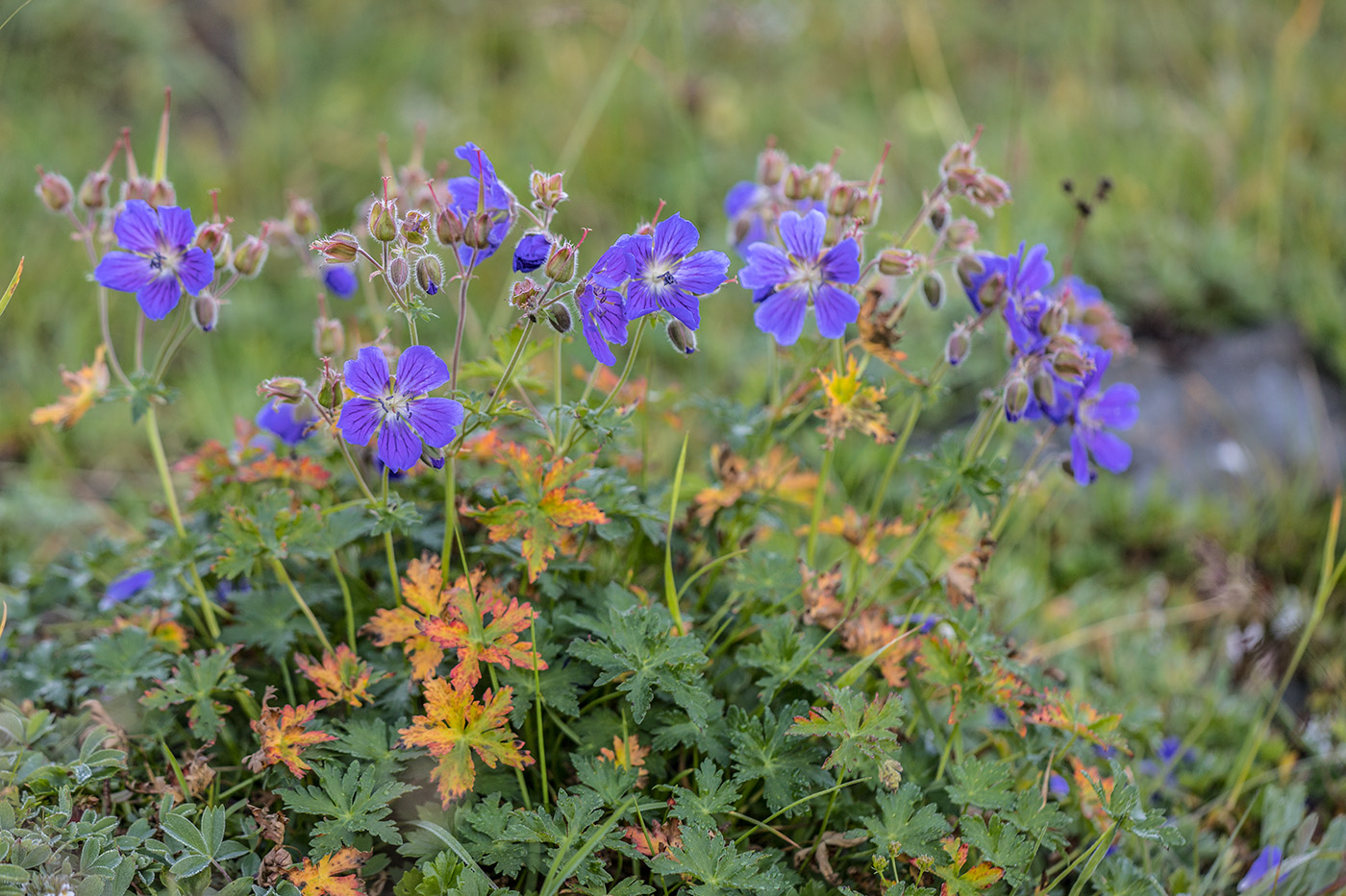 Image of Geranium gymnocaulon specimen.