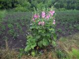 Alcea rosea