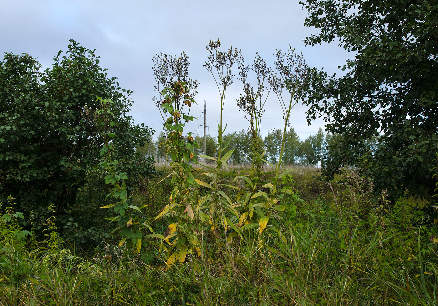 Image of Sonchus palustris specimen.