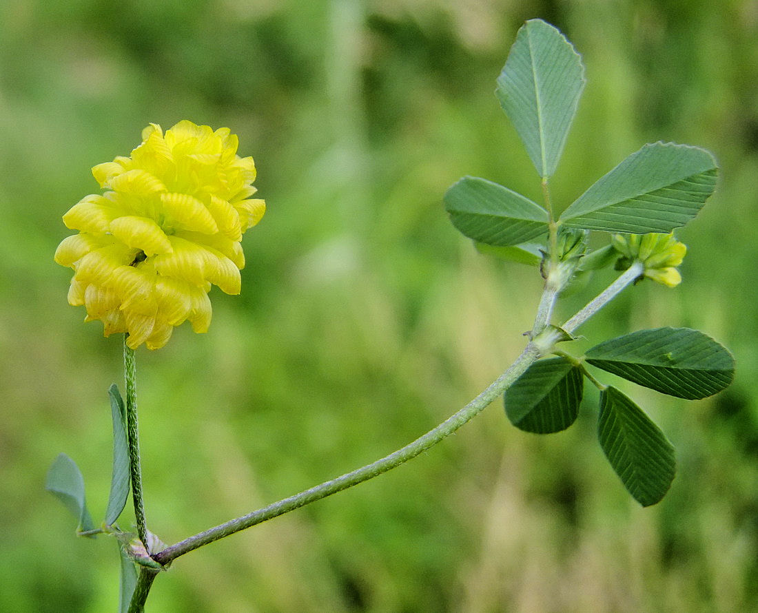 Image of Trifolium campestre specimen.