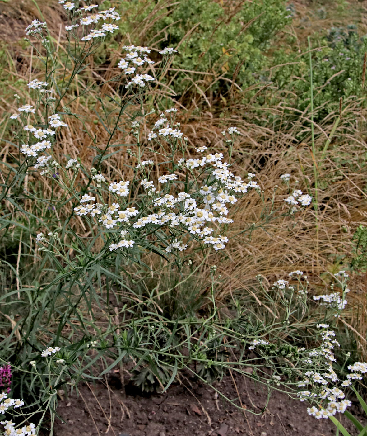 Image of Achillea ptarmica specimen.