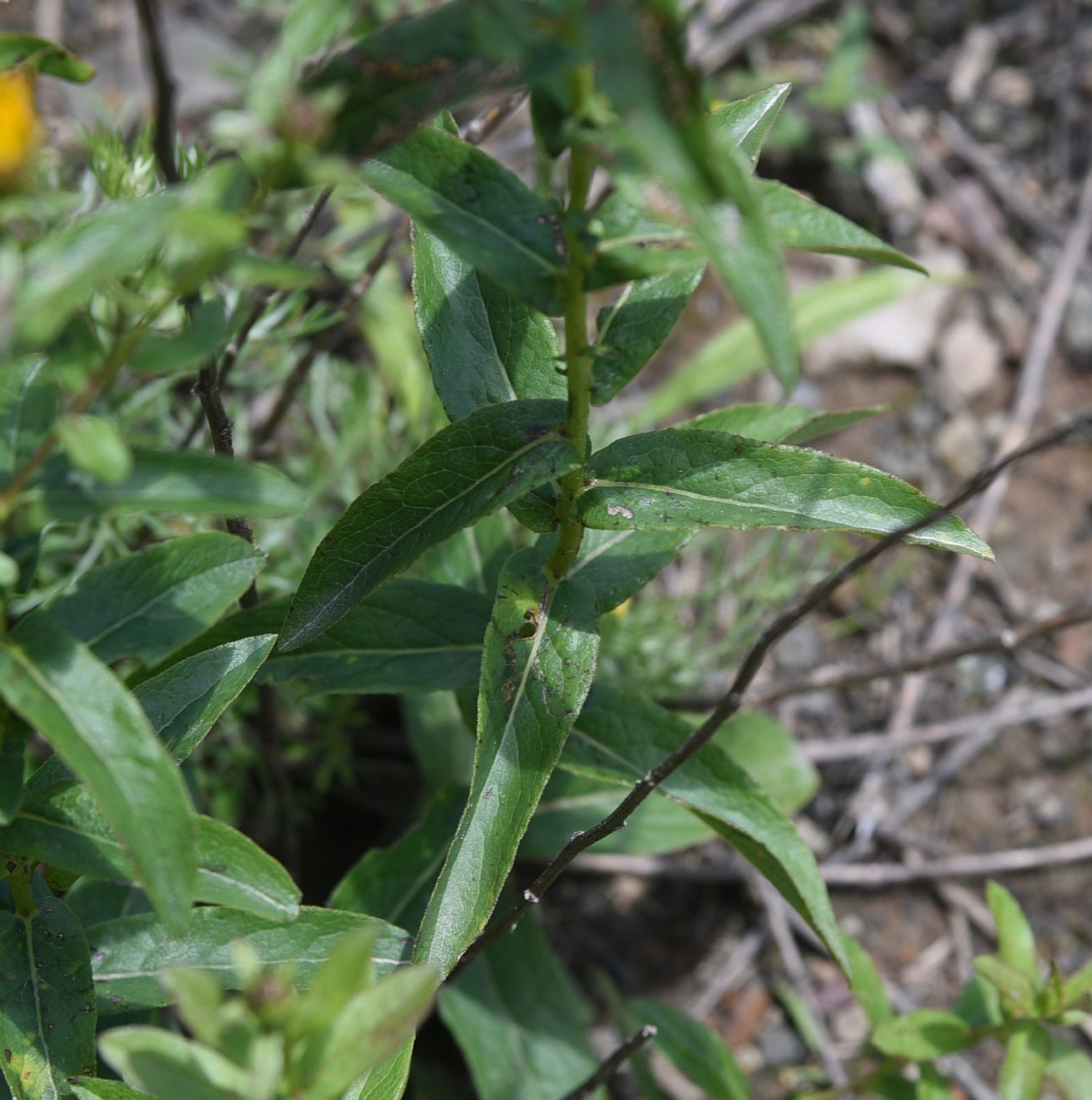 Image of Inula aspera specimen.