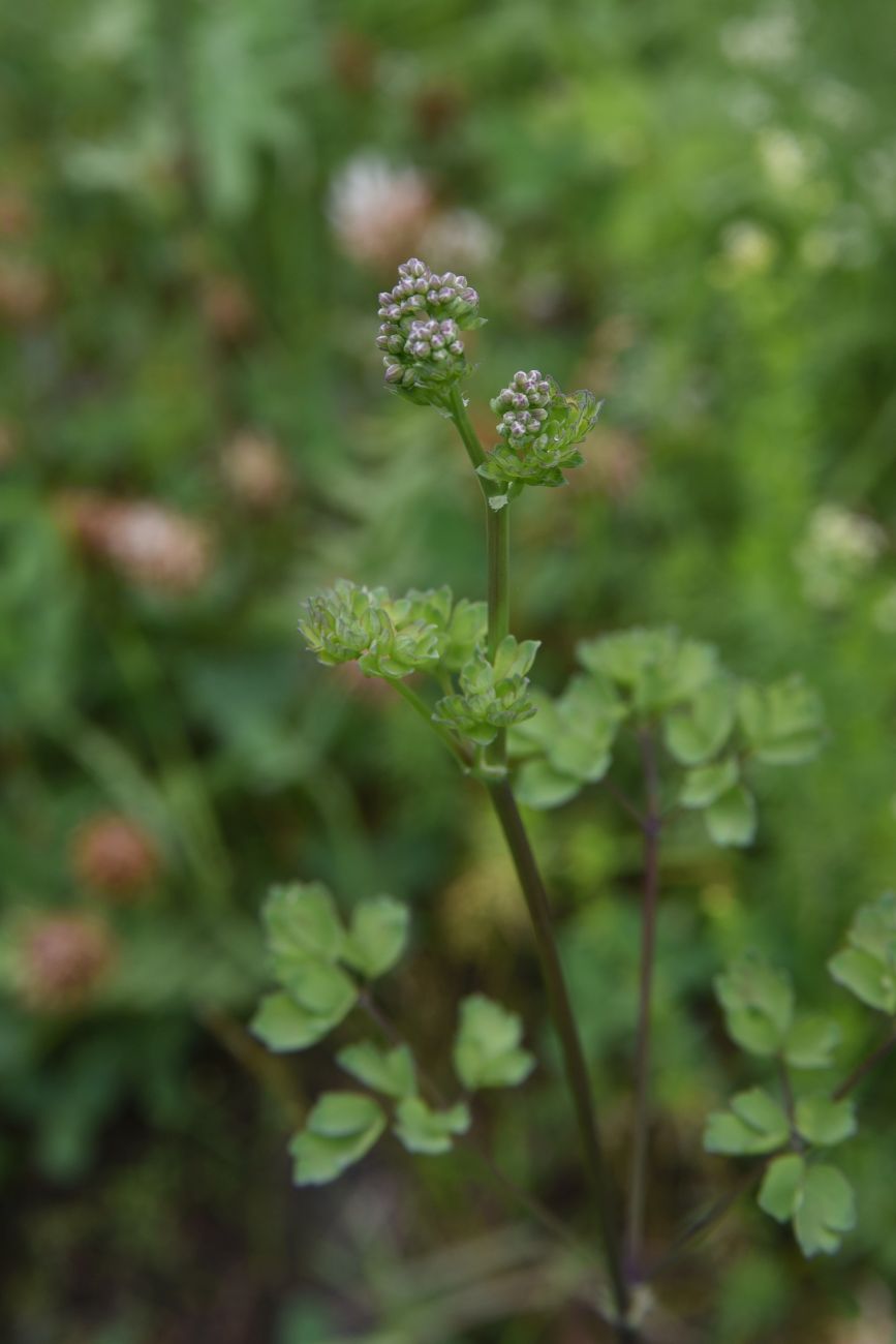 Изображение особи род Thalictrum.