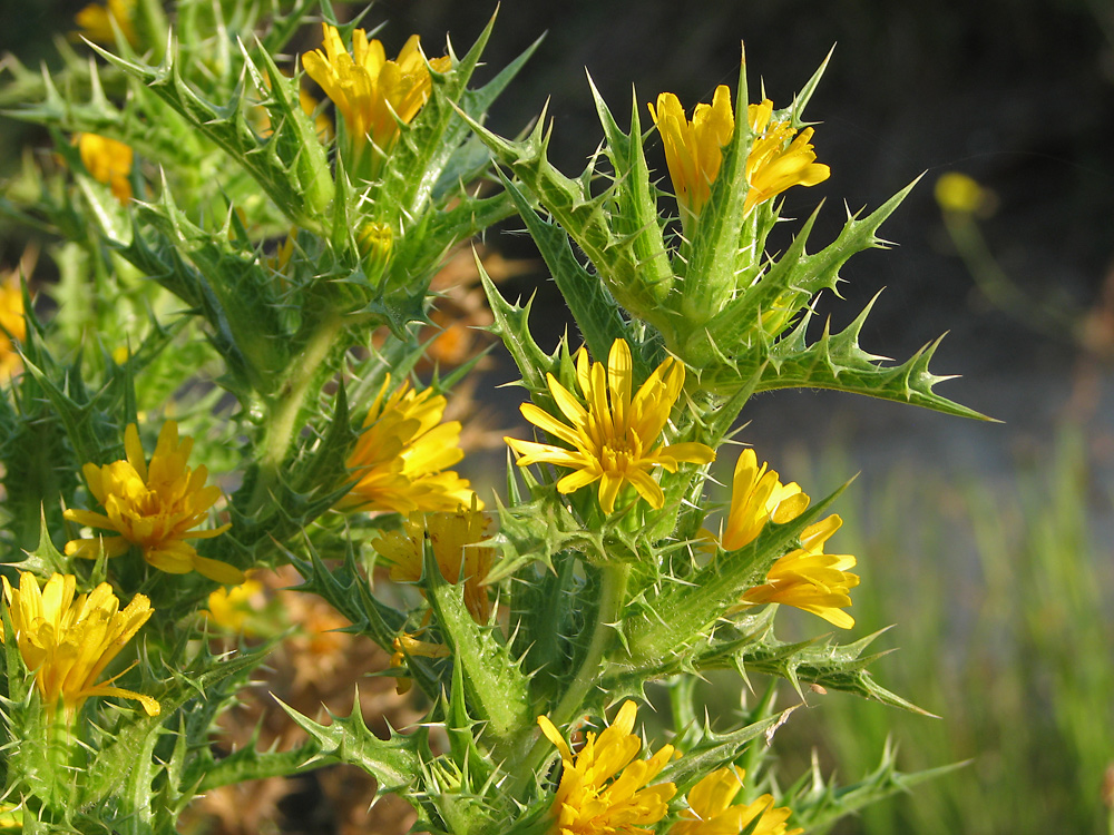 Изображение особи Scolymus hispanicus.