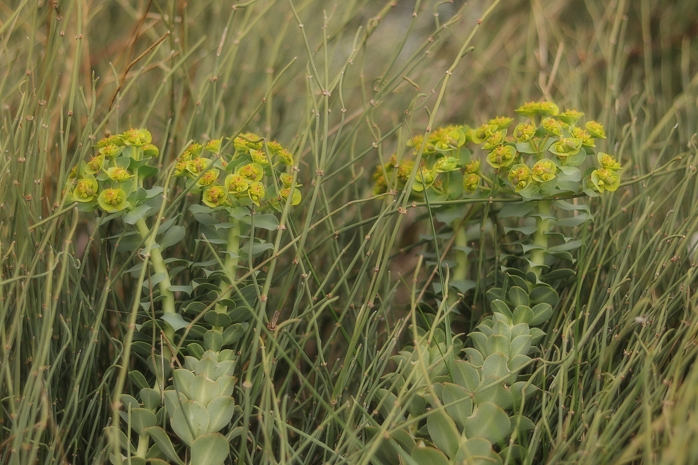 Image of Euphorbia myrsinites specimen.