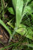 Erigeron khorassanicus