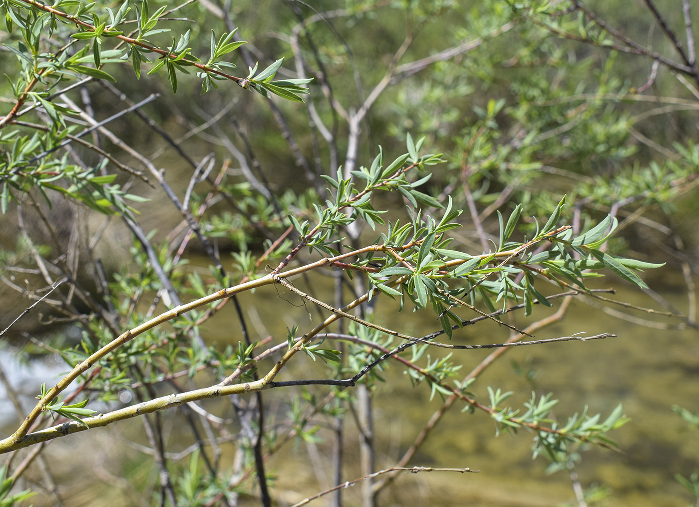 Изображение особи Salix purpurea.