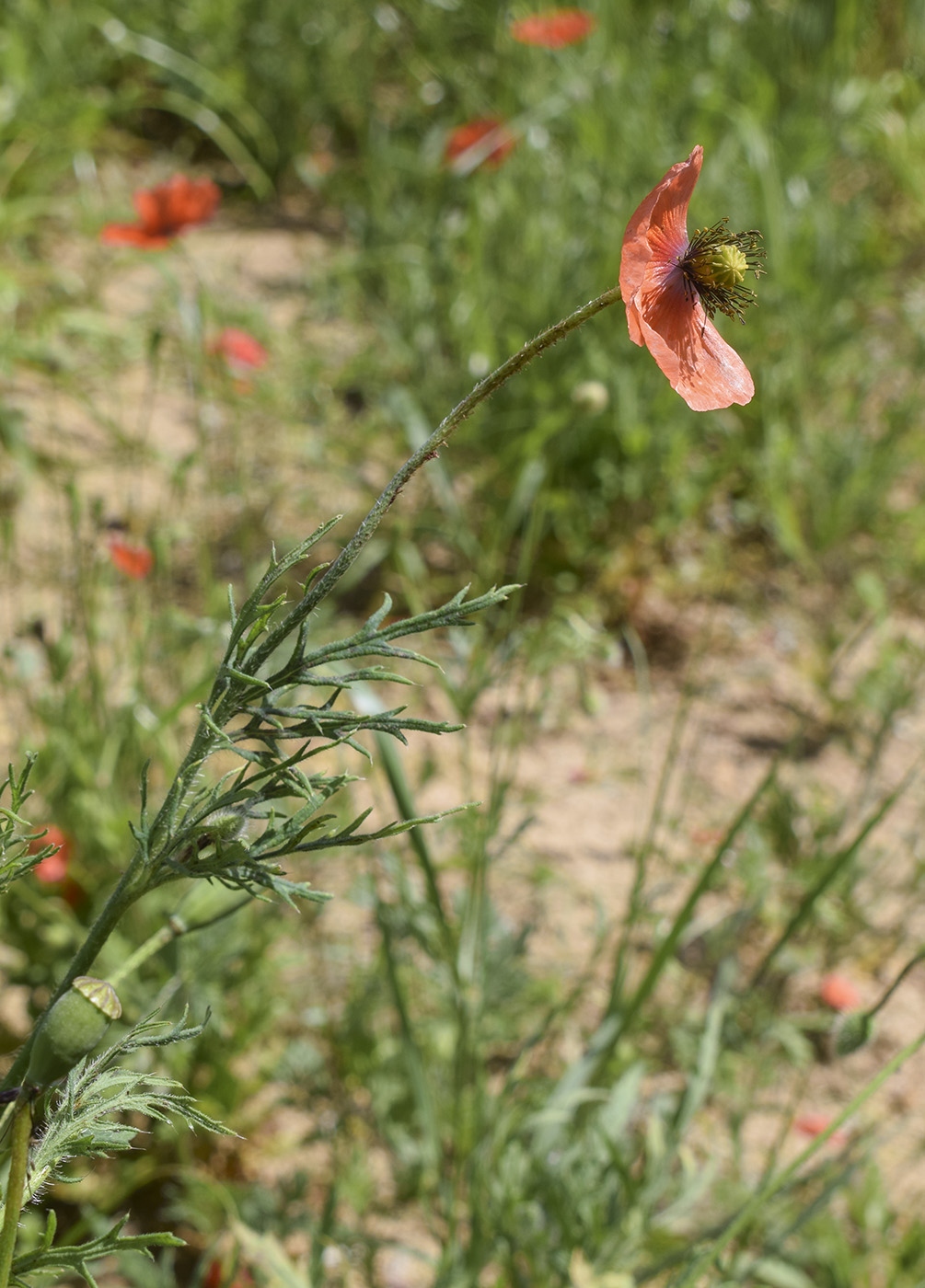 Image of Papaver dubium specimen.