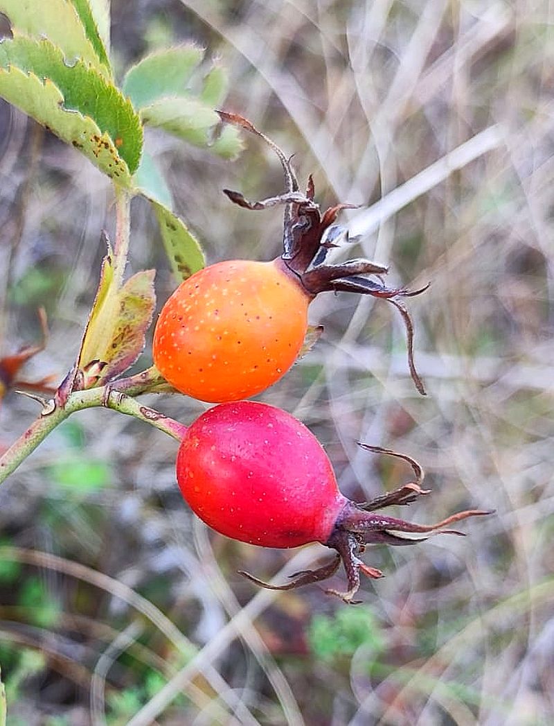Изображение особи Rosa frutetorum.