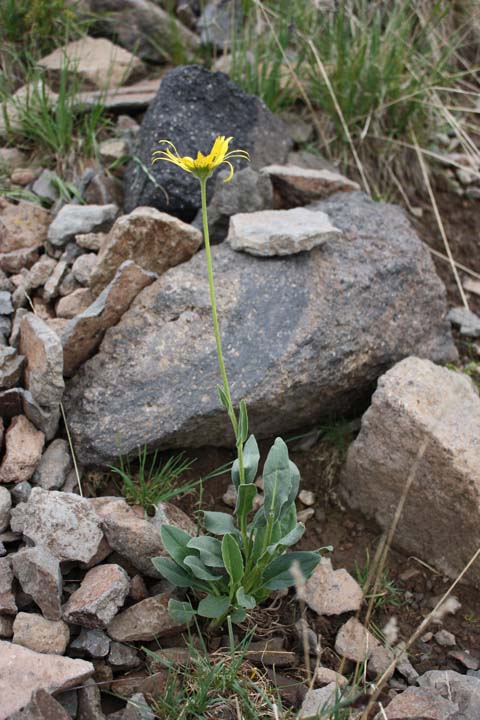 Image of Doronicum oblongifolium specimen.
