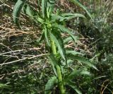 Scrophularia orientalis. Листья. Растение с развивающимся соцветием.