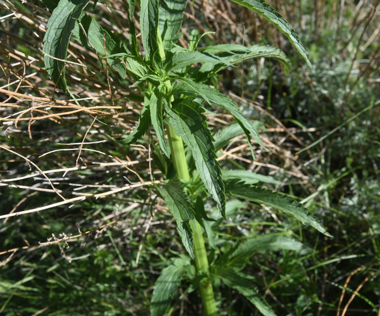 Image of Scrophularia orientalis specimen.