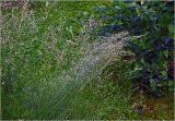 genus Festuca. Цветущие растения. Московская обл., Раменский р-н, окр. дер. Хрипань, садовый участок. 11.06.2025.