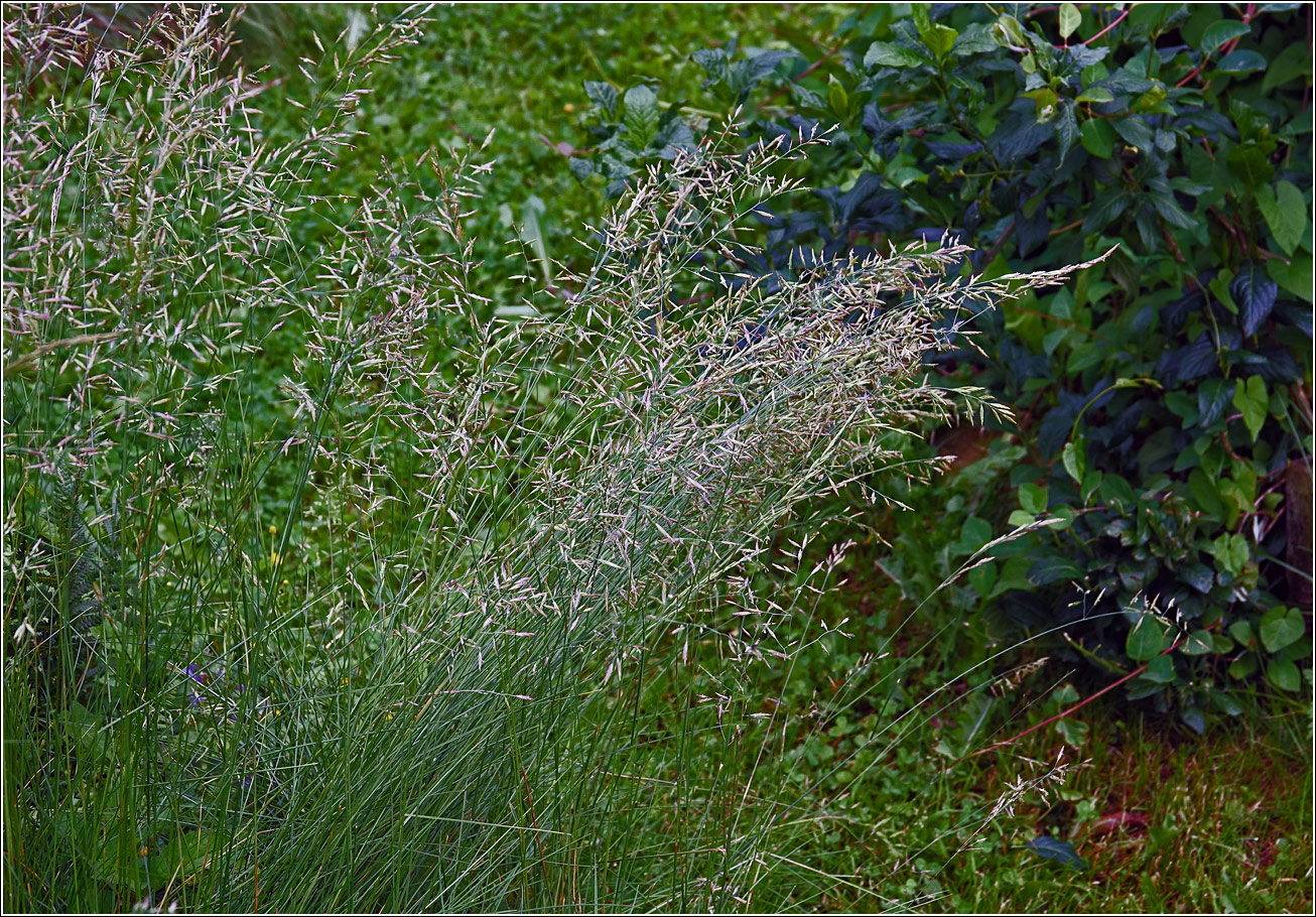Изображение особи род Festuca.